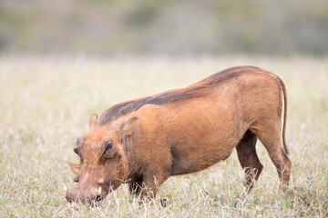 Addo Elephant National Park: warthog covered in red dust grazing