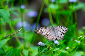  big butterfly sitting on  flower, beautiful insect in the nature thailand, 