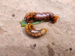 caterpillar on a leaf