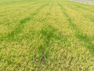 Aerial view yellow golden paddy rice field