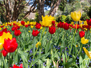 Obraz premium Red And Yellow Tulips In Botanic Garden