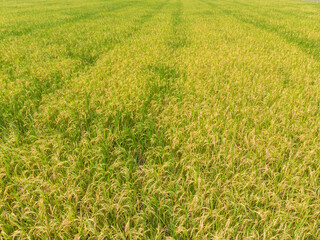 Obraz na płótnie Canvas Aerial view yellow golden paddy rice field