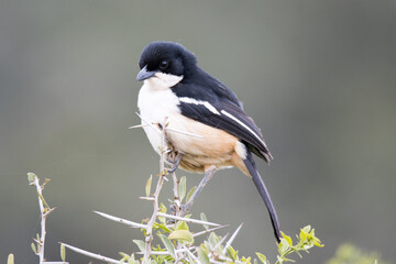 Addo Elephant National Park: Southern boubou perched on the top of a low shrub