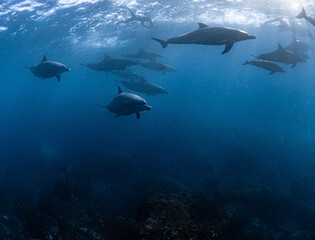 日本の海　イルカの群れ