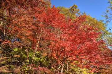 森林植物園の紅葉