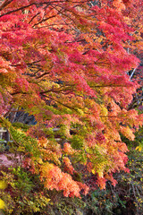 Fototapeta na wymiar 森林植物園の紅葉