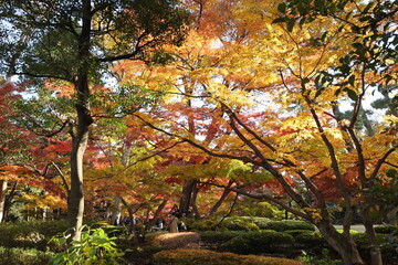 紅葉の風景