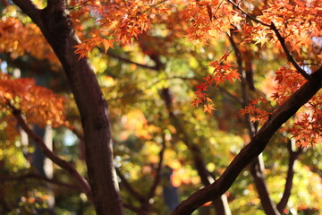紅葉の風景