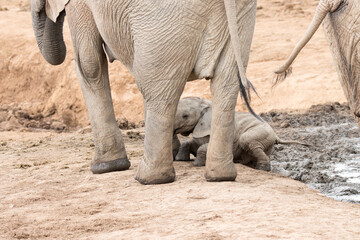Addo Elephant National Park: baby elephant struggling to get out of waterhole.