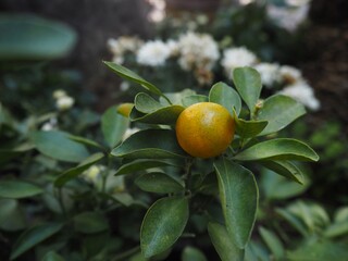 Oranges on small tree