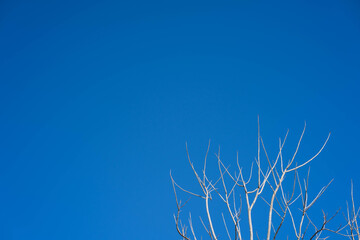 dead tree branches against blue sky
