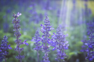 Beautiful purple flower background