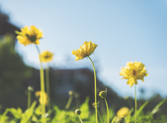 Beautiful yellow flower background