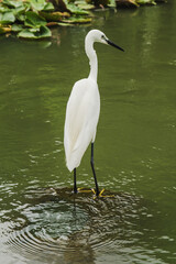 Egret with swamp background