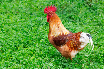 Portrait of a red rooster on the lawn