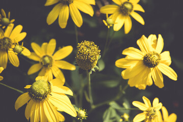 Beautiful yellow flowers picture of dark tone background