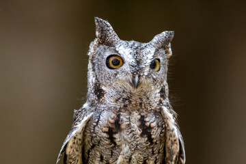 A portrait of a Screech owl