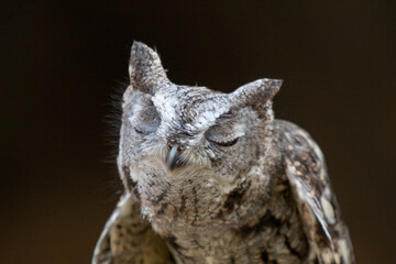 A portrait of a Screech owl