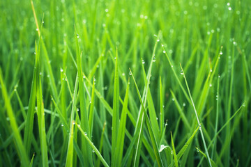 Fototapeta na wymiar Green rice field in local area thailand,background