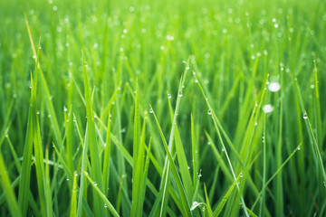 Green rice field in local area thailand,background