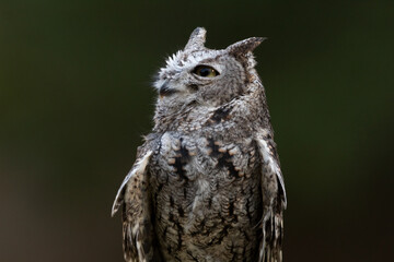 A portrait of a Screech owl