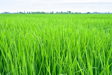 Green rice field in Thailand