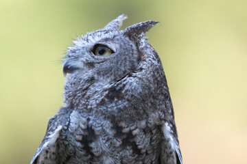 A portrait of a Screech owl