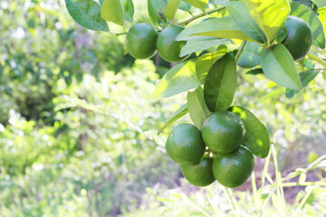 Green lemon on tree