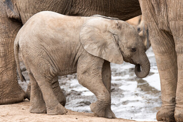 Naklejka premium Addo Elephant National Park: baby elephant portrait