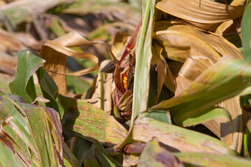 Corn farm after harvest in Fall. Dried Corn plants