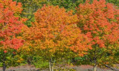 Autumn tree leaf colors in Renton, King County, Washington