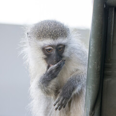 Addo Elephant National Park: Vervet monkey looking to raid tourist tent