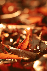 In the garden from fall to winter.