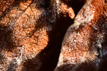 In the garden from fall to winter.