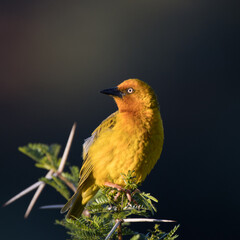 Addo Elephant National Park: male Cape weaver perched high in a thorn tree