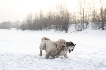 Naklejka premium dog in snow