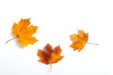 Orange autumn leaves on white background, the concept of autumn template, the preparation for the text, Thanksgiving day. Copy space.