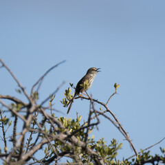 Addo Elephant National Park: Karoo prinia perched in tree singing to proclaim its territory