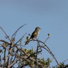 Addo Elephant National Park: Karoo prinia perched in tree singing to proclaim its territory