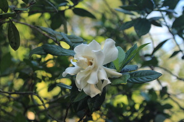 Obraz premium white jasmine