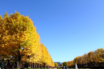 Obraz premium 銀杏並木（国営昭和記念公園）