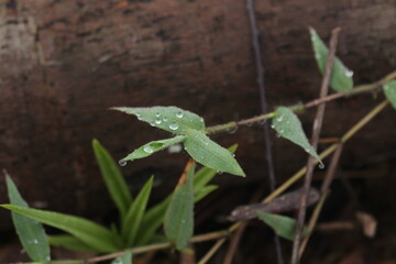 Dew in the morning