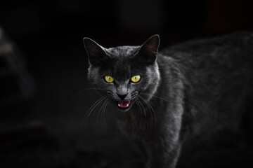 A cat staring at the camera with an angry look