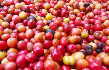 Raw coffee beans