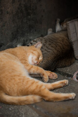 A cat that sleeps comfortably on the street