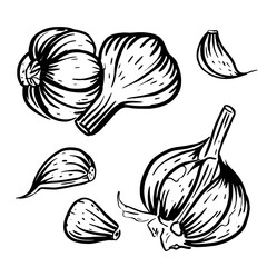 set of sketch garlic. vector hand drawn illustration isolated on white background