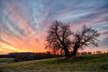 Fototapeta na wymiar einzeln stehender Baum im Sonnenaufgang