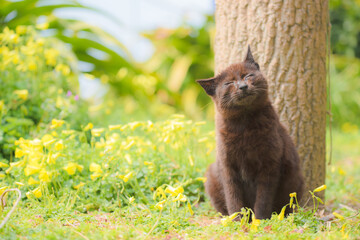 A cat surrounded by flowers on a sunny spring day