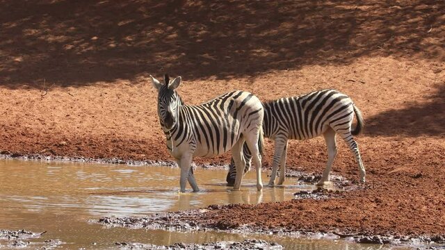 Plains zebras and a springbok antelope drinking at a waterhole, Mokala National Park, South Africa