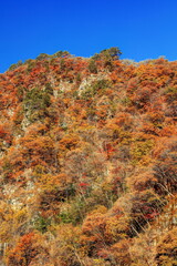 吾妻峡屏風岩の秋